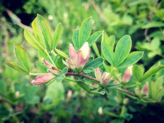 davpink flowers and green nature background