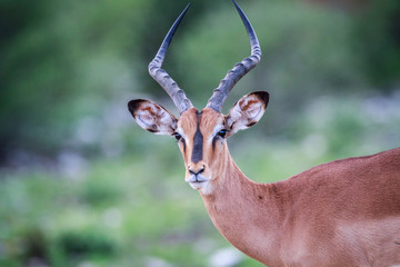 Male Black-faced impala starring at the camera.