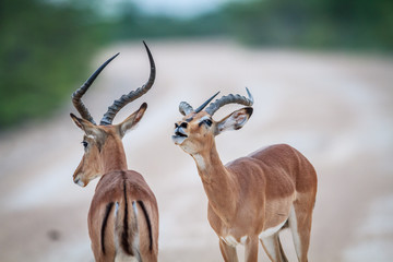 Black-faced impala challenging another male. - obrazy, fototapety, plakaty