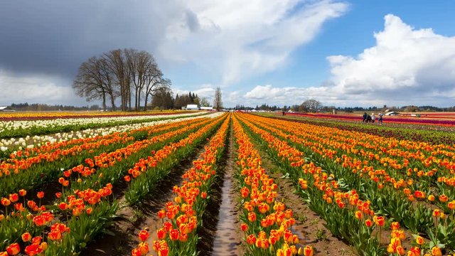 Time lapse movie of moving clouds and sky over colorful blooming tulips in Wooden Shoe Festival in Woodburn Oregon during Spring Season 4k ultra high definition 4096x2304 uhd