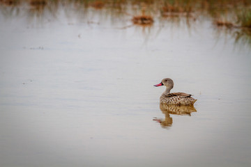 Swimming Cape teal.