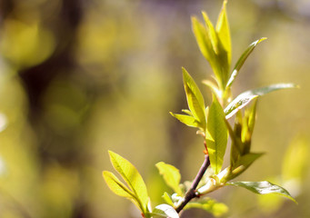 Young leaves illuminated by the sun as a spring background