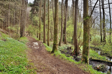 Obraz premium forest path along creek in spring natural reserve Arba of czech tourist area Labske piskovce
