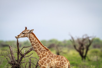Young Giraffe eating.