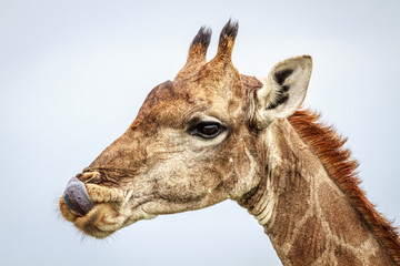 Side profile of a Giraffe.