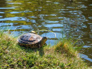 Pond turtle
