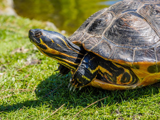 Fototapeta premium Pond turtle