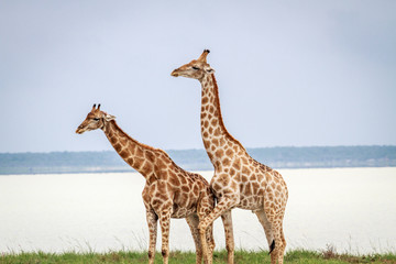 Side profile of two Giraffes.