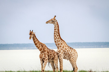 Side profile of two Giraffes.