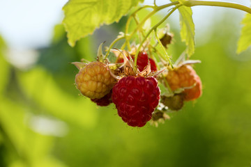 Red raspberries on a branch, in green leaves. Place for text, film effect