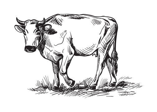 sketches of cows drawn by hand. livestock. cattle. animal grazing