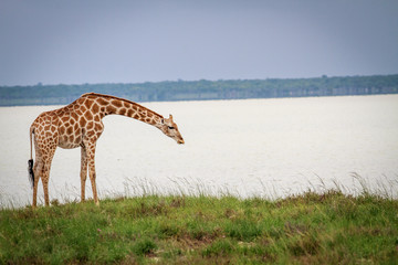 Giraffe bending down.