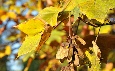 Klon liście © Dariusz Pokus