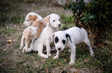 Three cute dog puppies