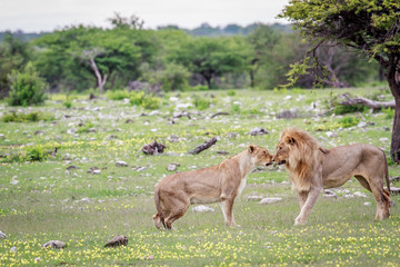 Lion mating couple standing in the grass.