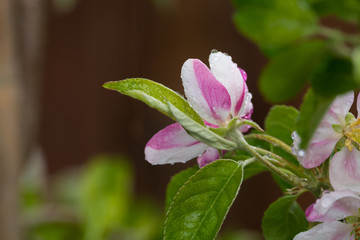 Apple tree pink blossom after the rain - spring season