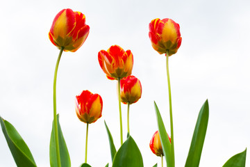Yellow-red tulip after rain close-up