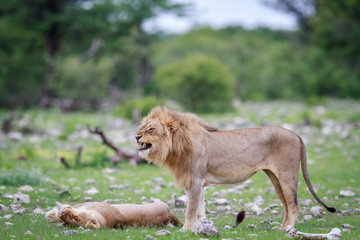 Male Lion doing a flehmen grimace.