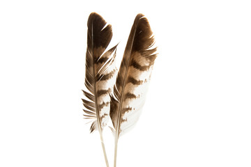 Bird feather isolated