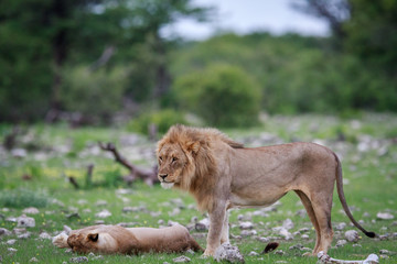 Lion mating couple laying in the grass.
