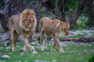Lion mating couple walking in the grass.