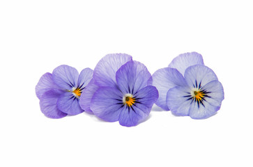 Pansies isolated