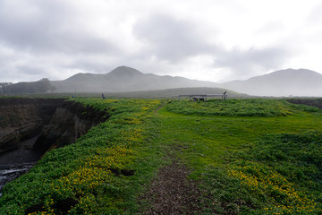 Fototapeta premium Bloom