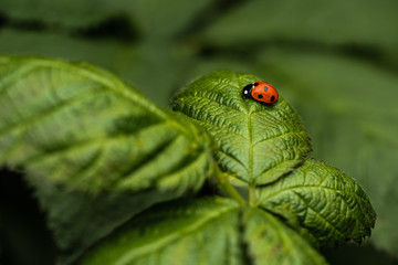 Stand Out