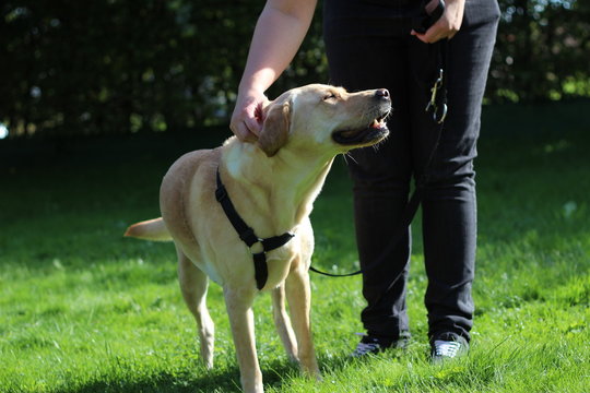 Labrador genie&szlig;t es gekrault zu werden