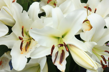 Big white lilies