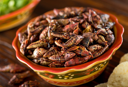 Chapulines Images – Browse 550 Stock Photos, Vectors, and Video | Adobe  Stock