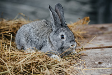 close up in top view of young cute rabbit's face