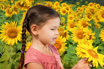 Asian girl walks in a field of sunflowers