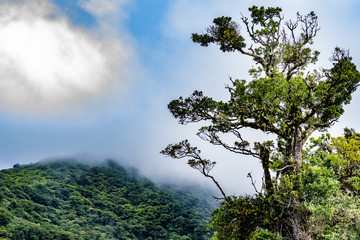 Landscape Rain Forest