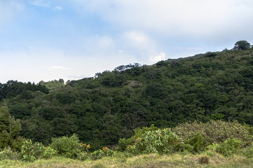 Fototapeta na wymiar Landscape Rain Forest
