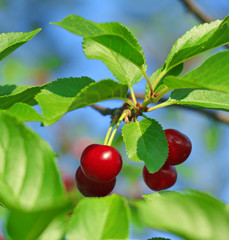 Red and sweet cherries on a branch just before harvest in early summer