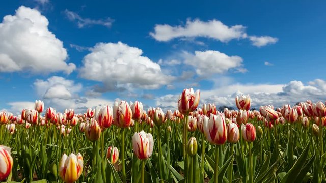 Time lapse movie of moving white clouds and blue sky over colorful tulip field during Wooden Shoe Tulip Festival in Woodburn Oregon Spring season 4096x2304 ultra high definition 4k uhd 