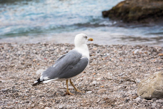 Seagull on rocky beach