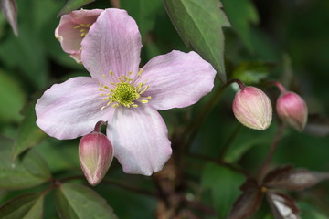 Obraz premium Pink flower at the green background