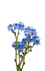 Forget-me-not flower isolated