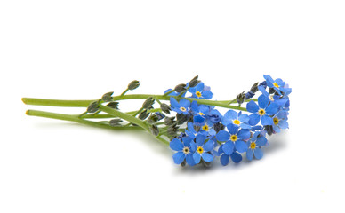 Forget-me-not flower isolated