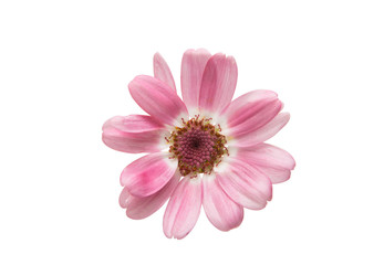 Fototapeta premium cineraria isolated