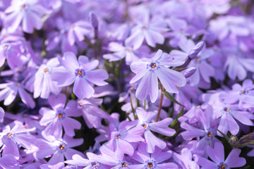 Fototapeta na wymiar Purple Flowers Growing Spring Background