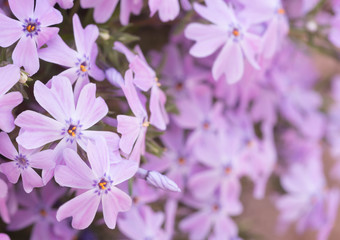Pink Flowers with Bud Dimensional Background
