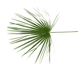 Palm leaf on white background