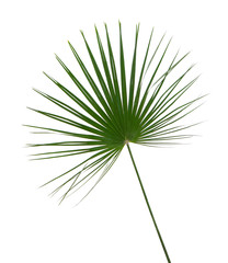 Palm leaf on white background