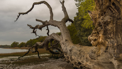 Decaying Tree