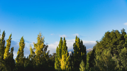 Tall green trees and blue sky
