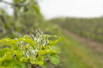 Blossoming apple branches