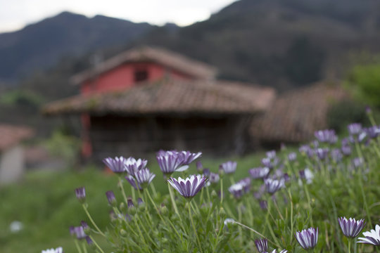 Flowers and h&oacute;rreo